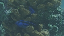 PARACANTHURUS