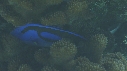 PARACANTHURUS
