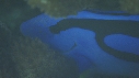 PARACANTHURUS