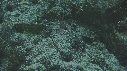 POISSONS