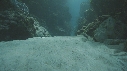 RASCASSE VOLANTE