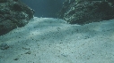 RASCASSE VOLANTE