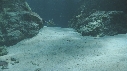 RASCASSE VOLANTE