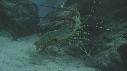 LANGOUSTE