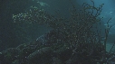 POISSONS CLOWN