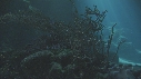 POISSONS CLOWN