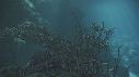 POISSONS CLOWN