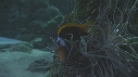 POISSONS CLOWN