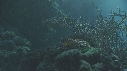 POISSONS CLOWN