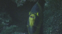 POISSONS