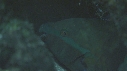 POISSONS