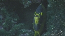POISSONS
