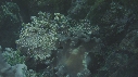 POISSONS