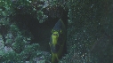 POISSONS