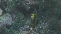 POISSONS