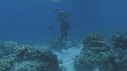 MEROU, PLONGEUR, POISSONS