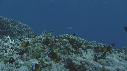 POISSONS CLOWN, CORAIL
