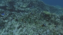 POISSONS CLOWN, CORAIL