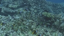 POISSONS CLOWN, CORAIL