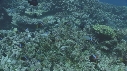 POISSONS CLOWN, CORAIL