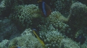 POISSONS CLOWNS