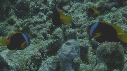 POISSONS CLOWNS
