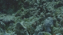POISSONS CLOWNS