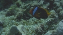 POISSONS CLOWNS
