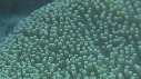 POISSONS CLOWNS