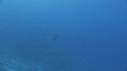 TORTUE, CARANGUE