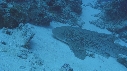REQUIN LEOPARD