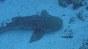 REQUIN LEOPARD