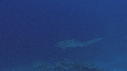 REQUIN LEOPARD