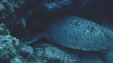 TORTUE