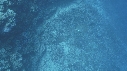 TORTUE