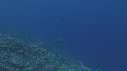 TORTUE