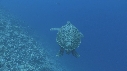 TORTUE