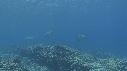 TORTUE
