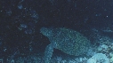TORTUE