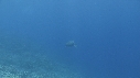 TORTUE