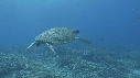 TORTUE, POISSONS