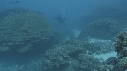PLONGEUR, SCOOTER, REMORA