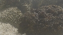POISSON PIERRE