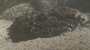 POISSON PIERRE