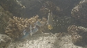 POISSON PAPILLON