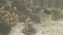 POISSON PORC EPIC