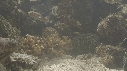 POISSON PORC EPIC