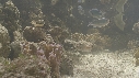 POISSON PORC EPIC, CHROMIS