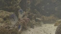 POISSON PORC EPIC, CHROMIS