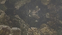 POISSON PORC EPIC, CHROMIS